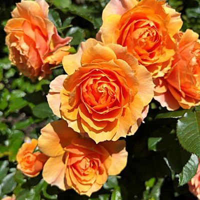 Роза чайно-гибридная Изнт Ши Бьютифул