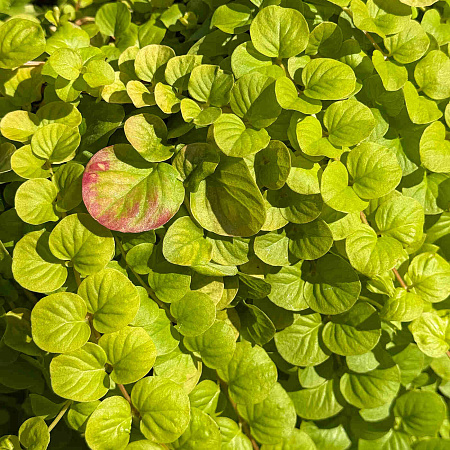 Фото Вербейник (лизимахия) монетчатый Голдилокс