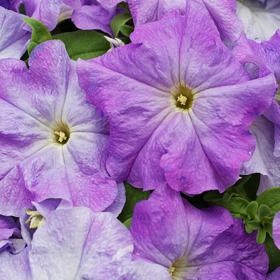 Петуния Лимбо скай блю