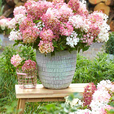 Фото Гортензия метельчатая Граундбрейкер Блаш