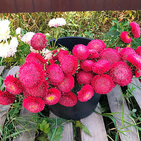 Фото Астра Бенари Принцесс Кримсон