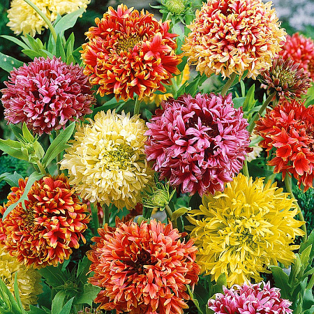 Фото Гайлардия Лоренца набор