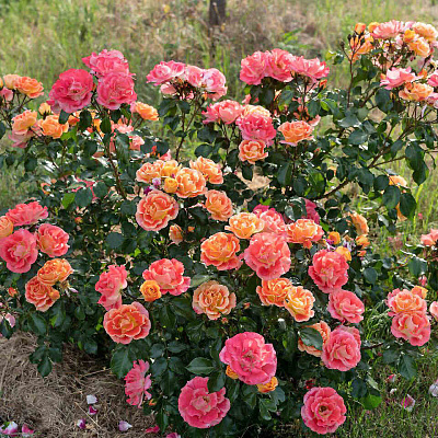 Роза флорибунда Эйрбраш