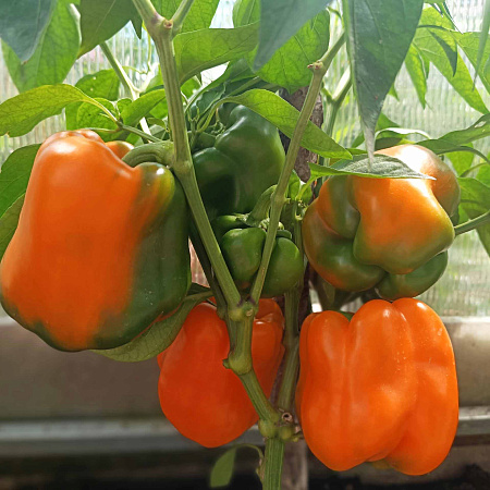 Фото Перец сладкий Оранжевый мармелад