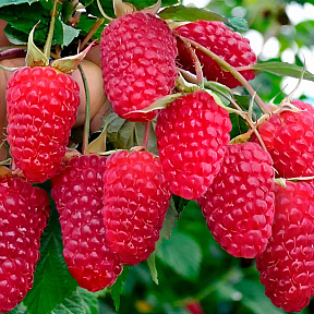 Малина ремонтантная Пшехиба