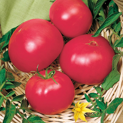 Помидор Сват