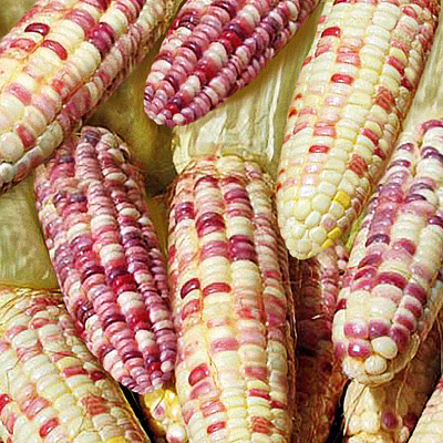 Кукуруза Чёрная жемчужина F1