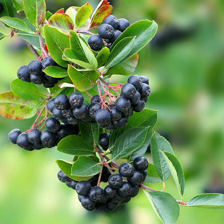 Фото Рябина черноплодная Хугин