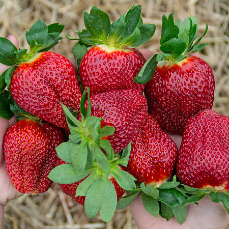 Фото Земляника садовая Мармелада