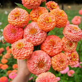 Цинния Оклахома Салмон