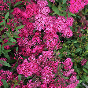 Спирея японская Дартс Рэд