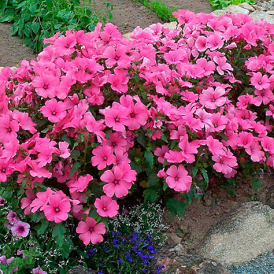 Лаватера Красный бант