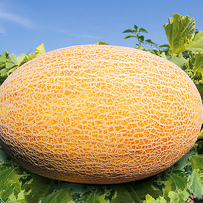 Дыня Дакаро F1 3шт