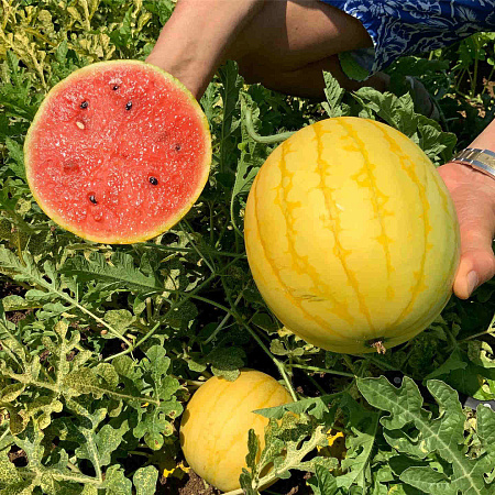 Фото Арбуз Конничива F1