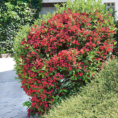 Фото Вейгела Олл Саммер Ред