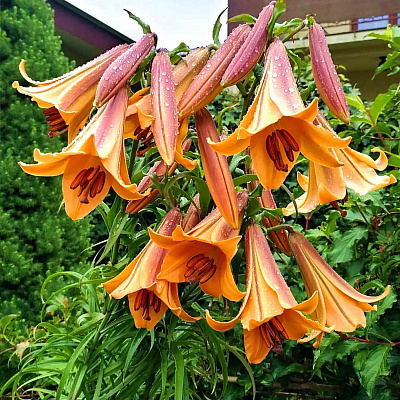 Лилия трубчатая Африкан Квин