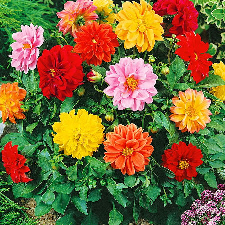 Фото Георгин Опера Яркий набор