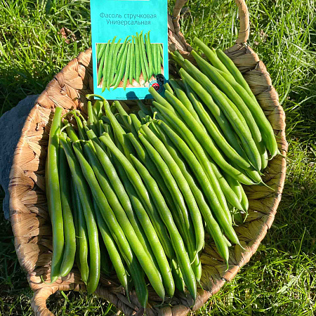 Фото Фасоль Универсальная F1