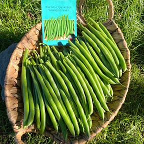 Фасоль Универсальная F1