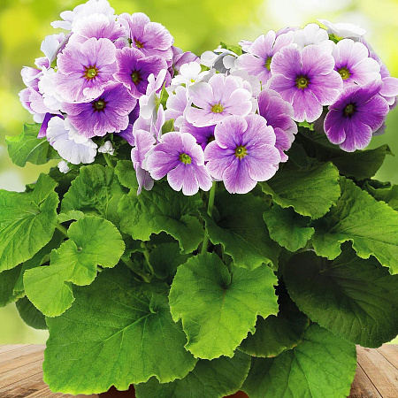 Фото Примула Либре пикоти Голубая