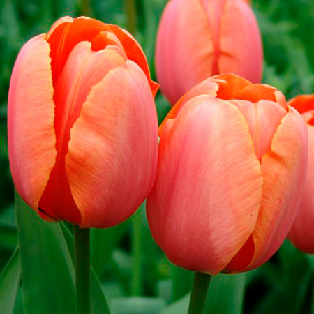 Фото Тюльпан Дарвинов гибрид Эприкот Импрешн