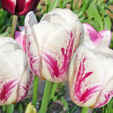 Фото Тюльпан триумф Ди ди