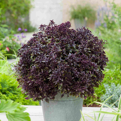 Базилик Перпл болл