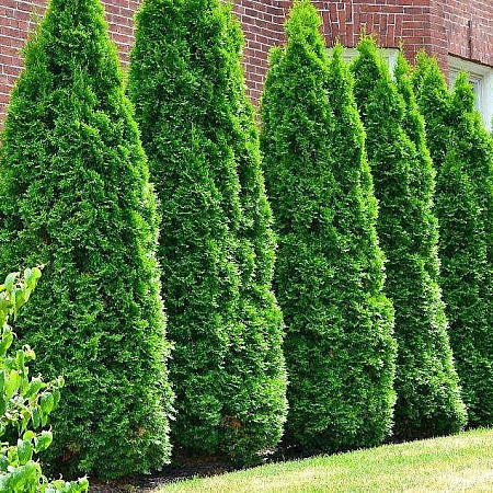 Фото Туя западная Пирамидалис Компакта