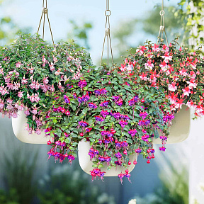 Набор полуампельных фуксий