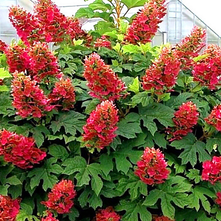 Фото Гортензия дуболистная Бургунди