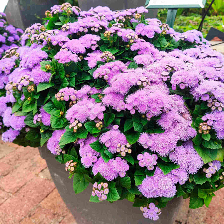 Фото Агератум Голубой шар