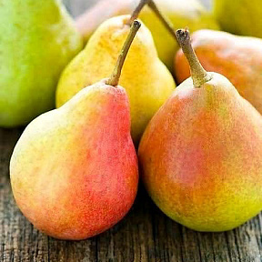 Груша Виктория