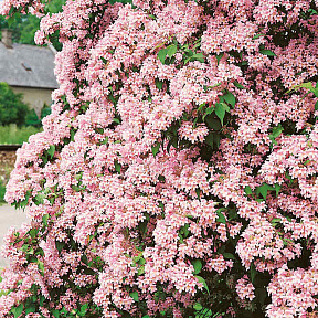 Кольквиция Прелестная