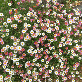 Эригерон Карвинского цветной ковёр