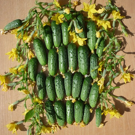 Фото Огурец Колибри