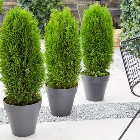 Фото Туя западная Тотем Смарагд