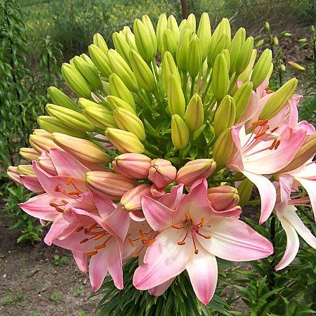 Фото Лилия азиатская Марлен