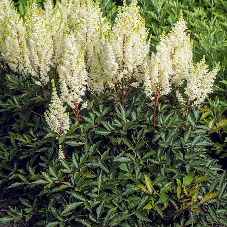 Фото Астильба Уайтберри