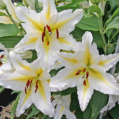 Лилия восточная Баферрари