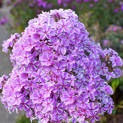 Флокс метельчатый Олл ин Ван