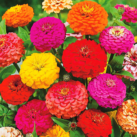 Фото Цинния В царстве эльфов набор