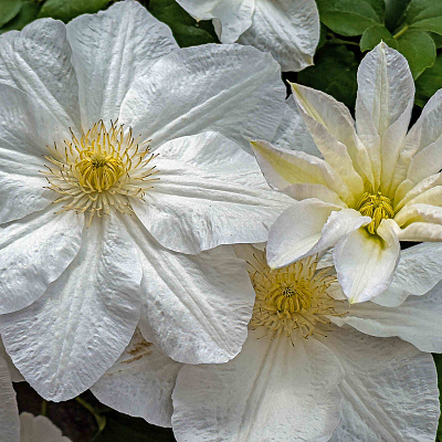 Клематис Шираюкихиме