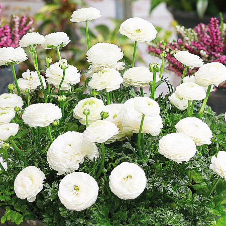 Фото Лютик Маше Белый