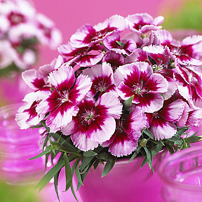 Гвоздика китайская Коронет Вайт Перпл ай