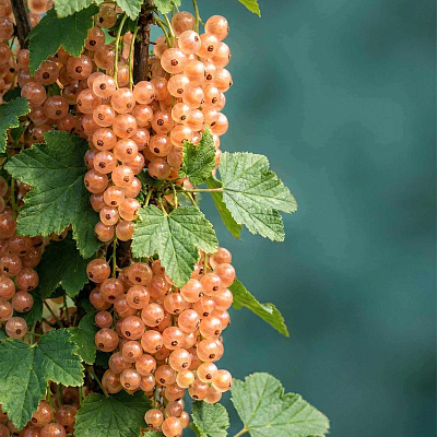 Смородина Розовый жемчуг