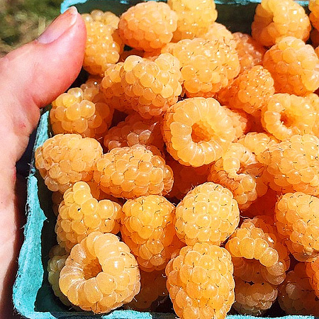 Фото Малина летняя Золотая королева