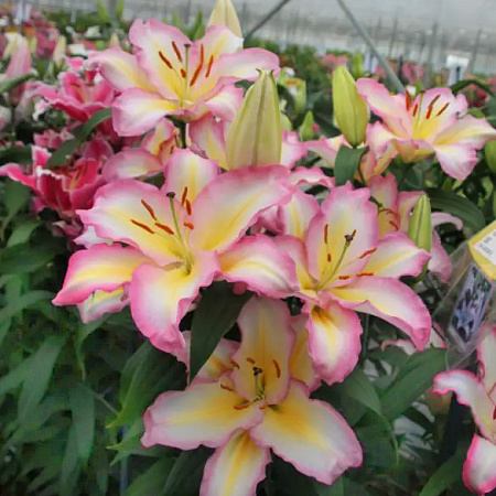 Фото Лилия восточная Капитан Триколор