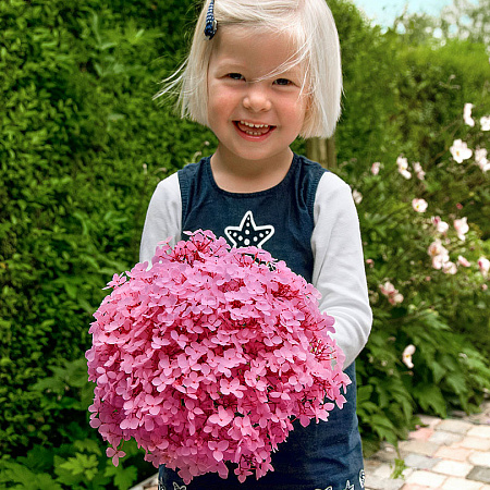 Фото Гортензия древовидная Мэджикал Пинкербэлл