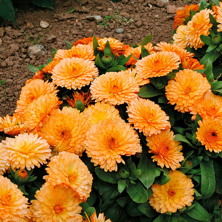 Фото Календула лекарственная махровая Пижма Абрикос