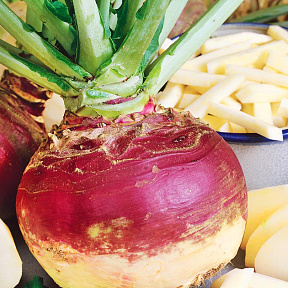 Брюква Гера